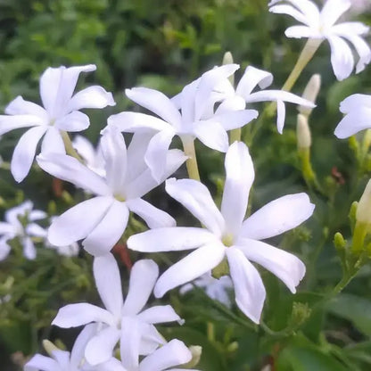 Bees Plant Hub Nithyakalyani (Jasminum multiflorum) Highly Fragrant Flowering Live Plant