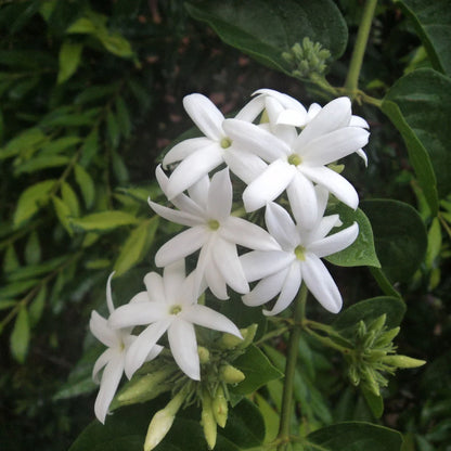Bees Plant Hub Nithyakalyani (Jasminum multiflorum) Highly Fragrant Flowering Live Plant