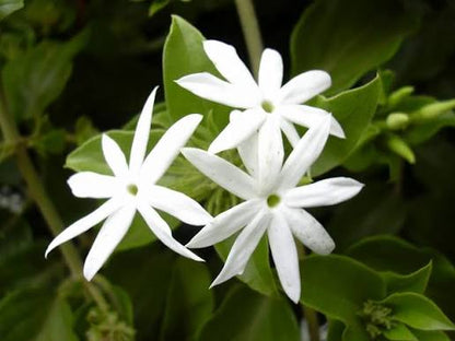 Bees Plant Hub Nithyakalyani (Jasminum multiflorum) Highly Fragrant Flowering Live Plant