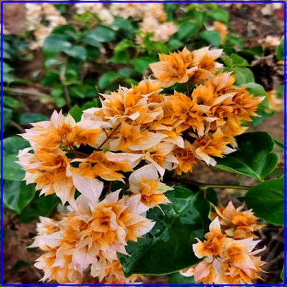 Bees Plant Hub Bougainvillea Salmon Pink Multi Petal (Paper Flower) Flowering Live Plant