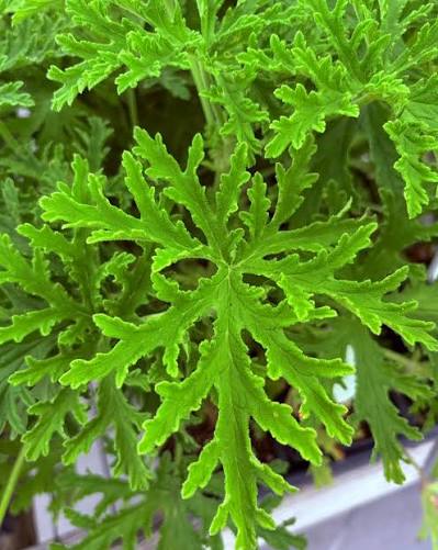 Bees Plant Hub Odomos - Citronella (Pelargoniums) Live Plant