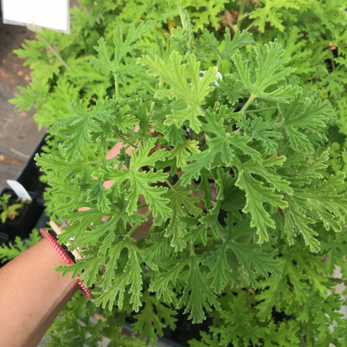 Bees Plant Hub Odomos - Citronella (Pelargoniums) Live Plant