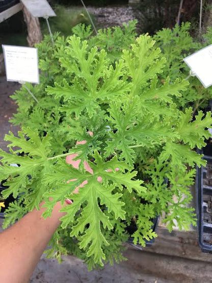 Bees Plant Hub Odomos - Citronella (Pelargoniums) Live Plant