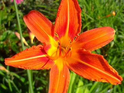 Bees Plant Hub Orange Day-Lily (Hemerocallis fulva) Rare Flowering Live Plant