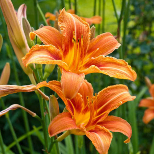 Bees Plant Hub Orange Day-Lily (Hemerocallis fulva) Rare Flowering Live Plant