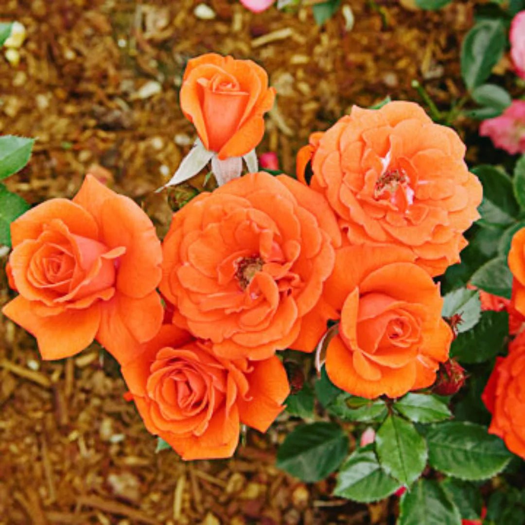 Bees Plant Hub Orange Rose Grafted Live Plant