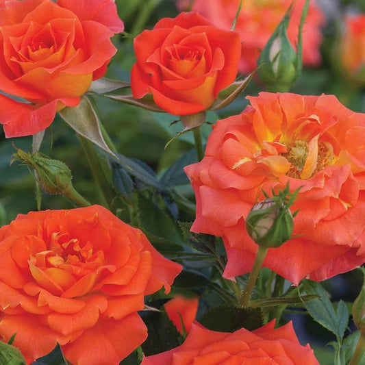 Bees Plant Hub Orange Rose Grafted Live Plant