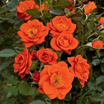 Bees Plant Hub Orange Rose Grafted Live Plant