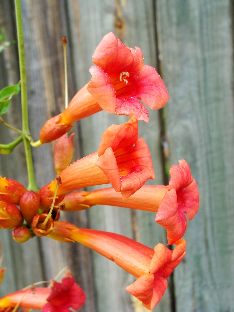 Bees Plant Hub Orange Trumpet Vine / Tecoma (Campsis Radicans) Flowering Live Plant