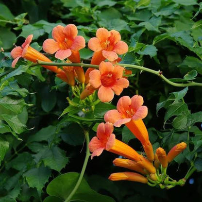 Bees Plant Hub Orange Trumpet Vine / Tecoma (Campsis Radicans) Flowering Live Plant