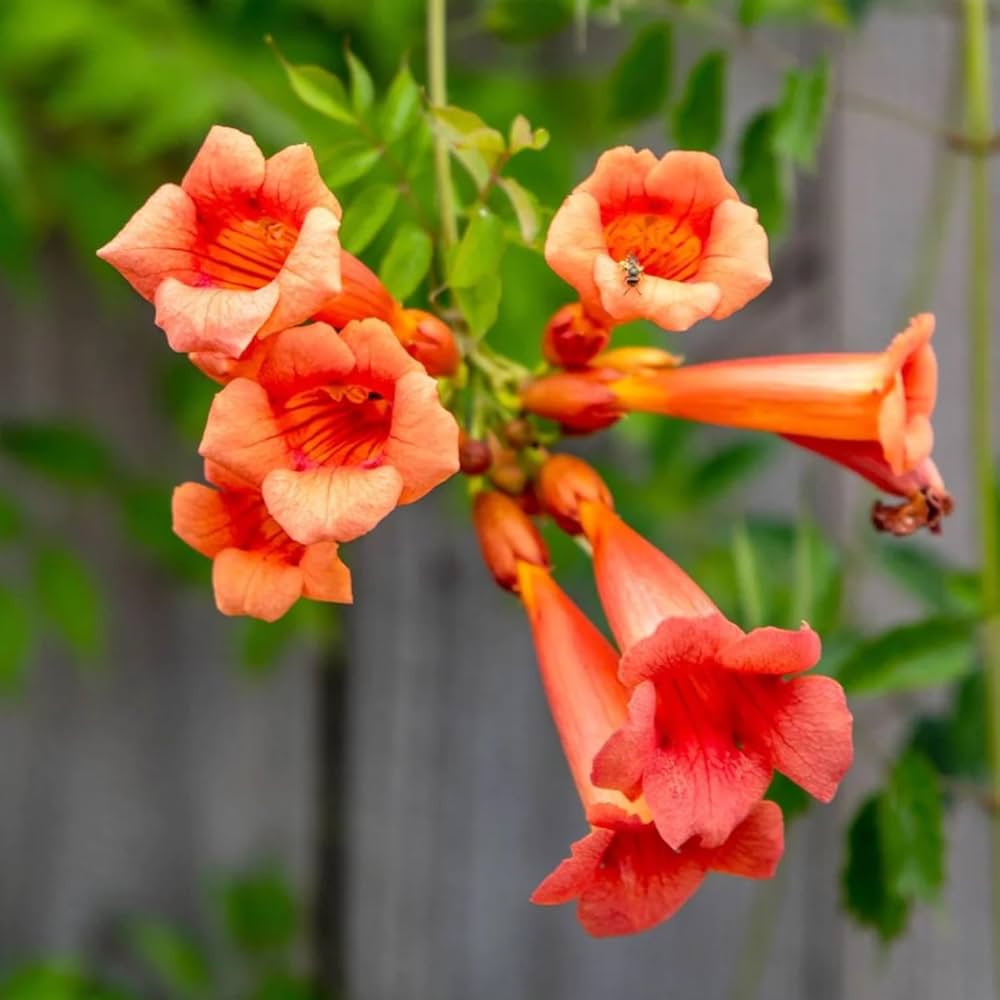 Bees Plant Hub Orange Trumpet Vine / Tecoma (Campsis Radicans) Flowering Live Plant