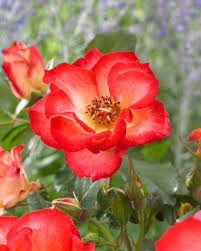 Bees Plant Hub Orange and White Double Coloured Grafted Rose Rare Flowering Live Plant