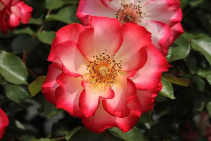 Bees Plant Hub Orange and White Double Coloured Grafted Rose Rare Flowering Live Plant