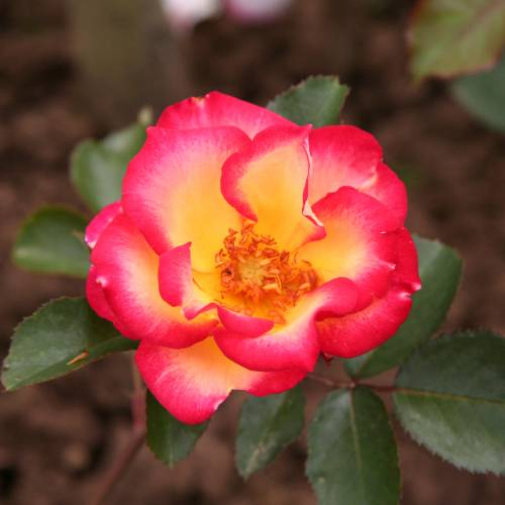 Bees Plant Hub Orange and White Double Coloured Grafted Rose Rare Flowering Live Plant