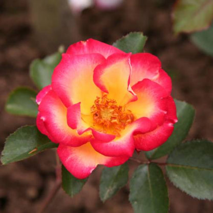 Bees Plant Hub Orange and White Double Coloured Grafted Rose Rare Flowering Live Plant