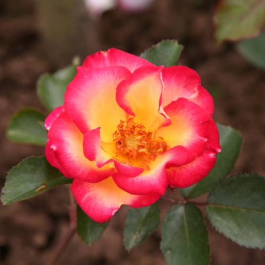 Bees Plant Hub Orange and White Double Coloured Grafted Rose Rare Flowering Live Plant