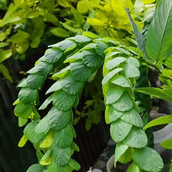 Phyllodium longipes /Seethamudi Rare Exotic Flowering Plant