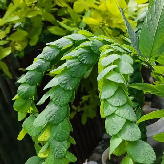 Phyllodium longipes /Seethamudi Rare Exotic Flowering Plant