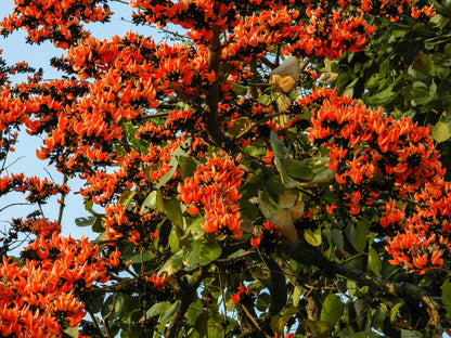 Yellow Palash & Red Palash Combo All Time Flowering Layered Live Plants