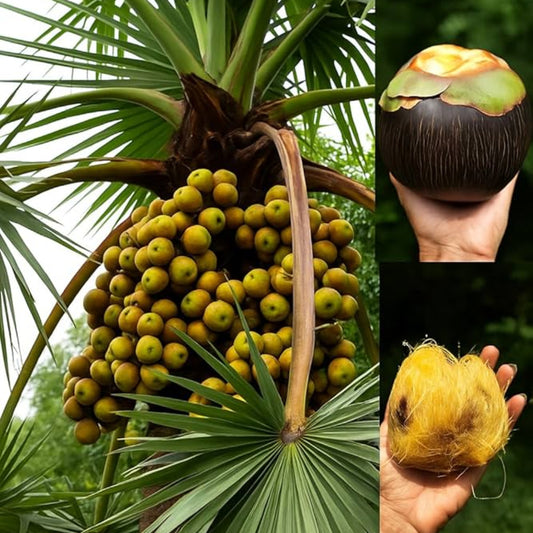 Bees Plant Hub Palmyra Palm (Borassus flabellifer) Live Plant