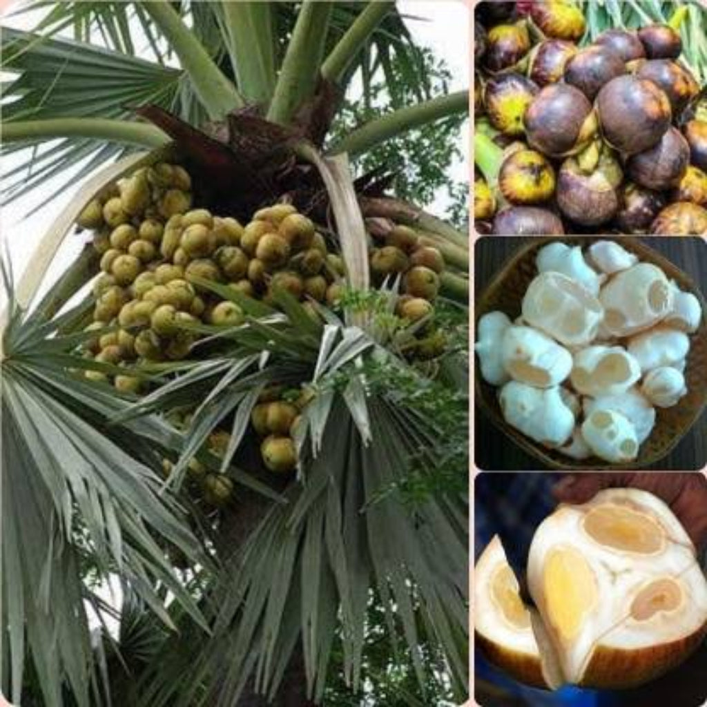 Bees Plant Hub Palmyra Palm (Borassus flabellifer) Live Plant