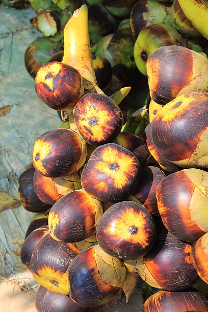 Bees Plant Hub Palmyra Palm (Borassus flabellifer) Live Plant
