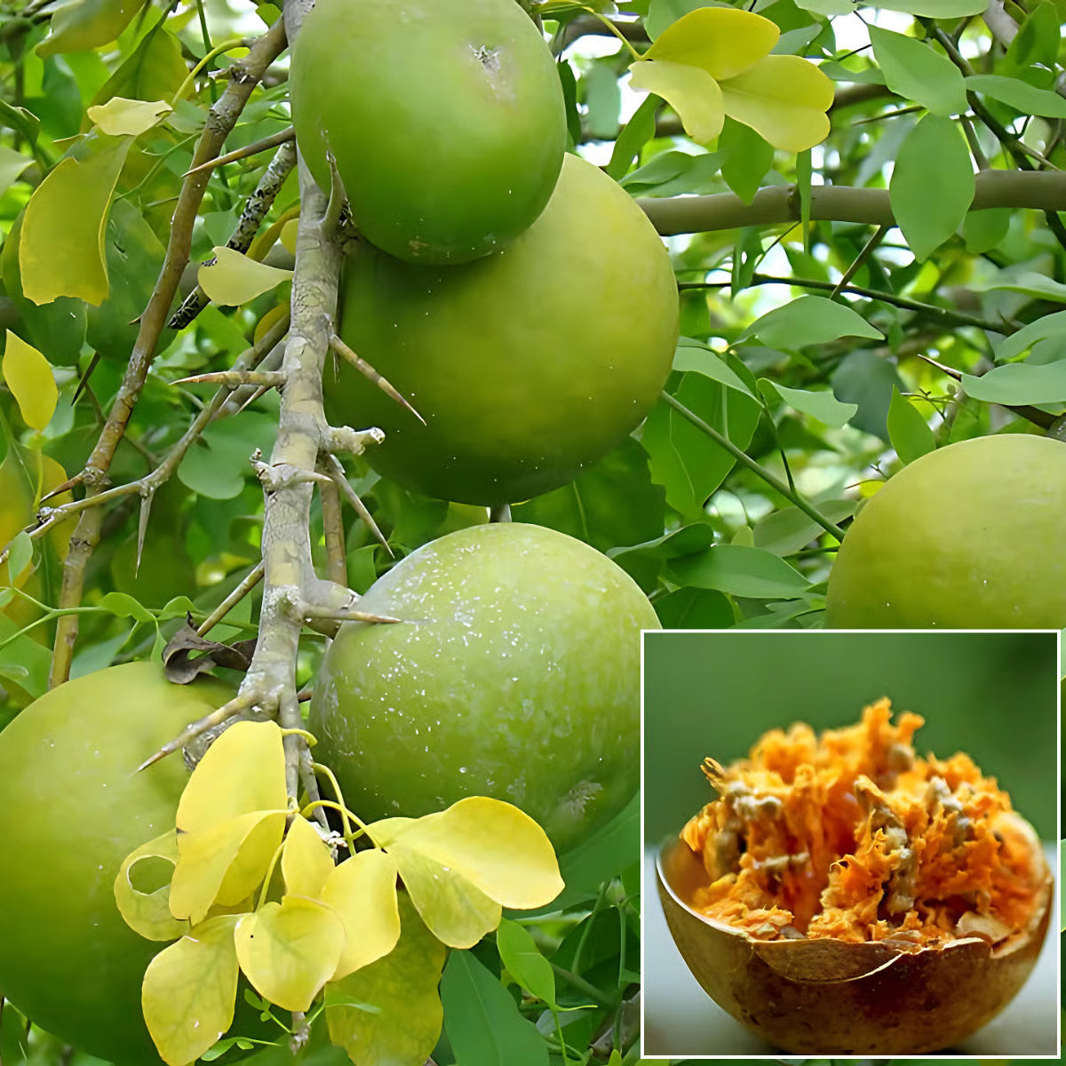 Bees Plant Hub 5  Leaves  (Panchapatra) Bael (Wood apple) Rare Grafted Live Plant