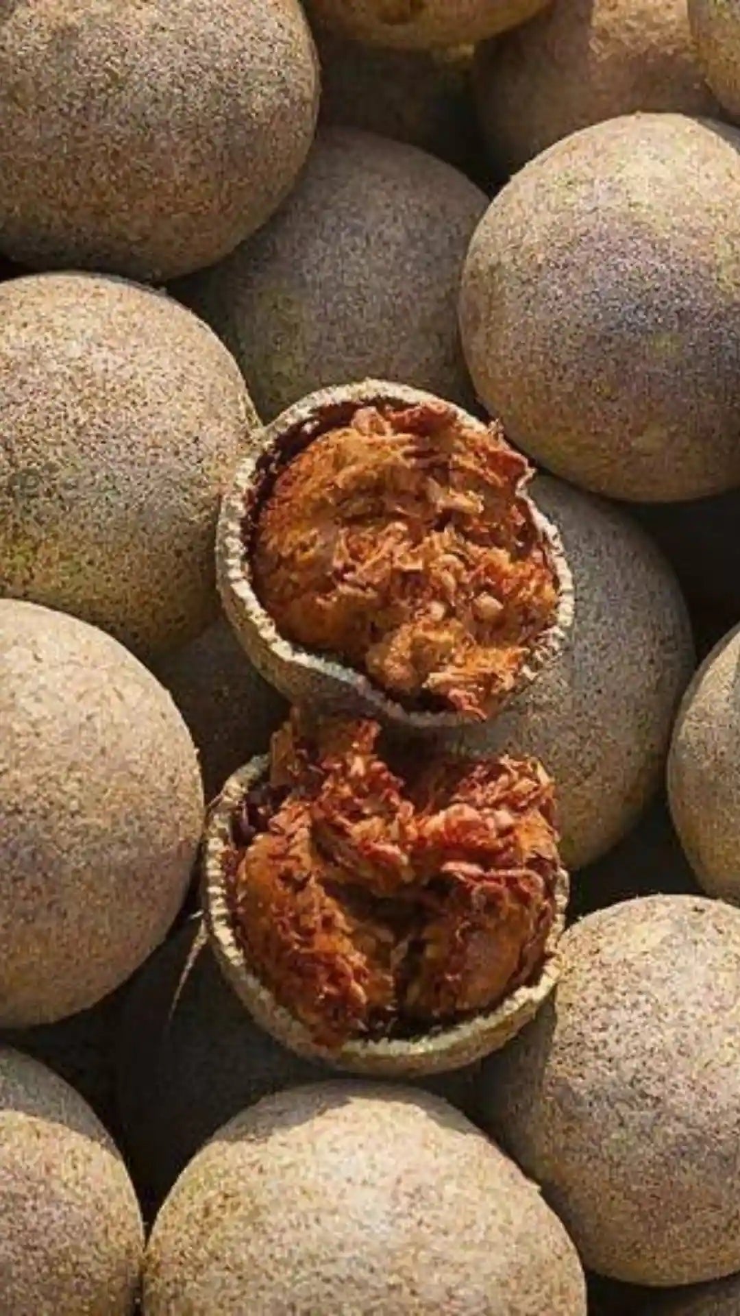Bees Plant Hub 5  Leaves  (Panchapatra) Bael (Wood apple) Rare Grafted Live Plant