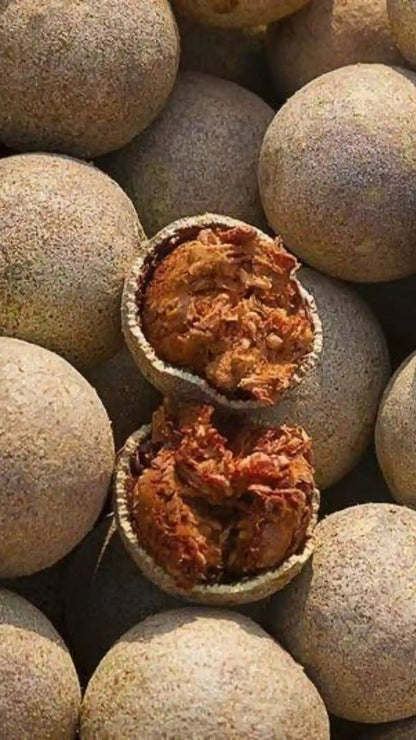 Bees Plant Hub 5  Leaves  (Panchapatra) Bael (Wood apple) Rare Grafted Live Plant