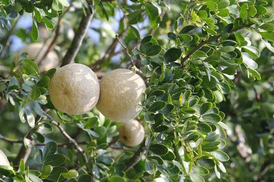 Bees Plant Hub 5  Leaves  (Panchapatra) Bael (Wood apple) Rare Grafted Live Plant