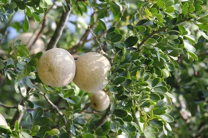 Bees Plant Hub 5  Leaves  (Panchapatra) Bael (Wood apple) Rare Grafted Live Plant
