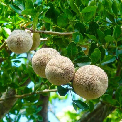 Bees Plant Hub 5  Leaves  (Panchapatra) Bael (Wood apple) Rare Grafted Live Plant