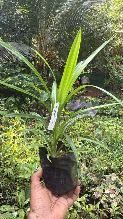 Bees Plant Hub Pandan Leaves (Biryani leaves/Rambha leaves) Live Plant