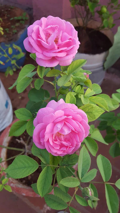 Bees Plant Hub Paneer / Edward Rose Own Rooted Live Plant