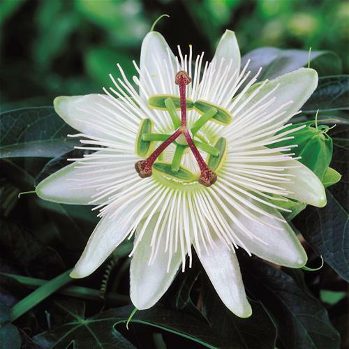 Bees Plant Hub Passiflora Caerulea (Krishna Kamal) White Flowering Live Plant