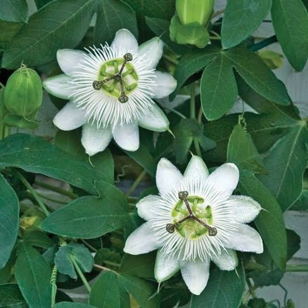 Bees Plant Hub Passiflora Caerulea (Krishna Kamal) White Flowering Live Plant