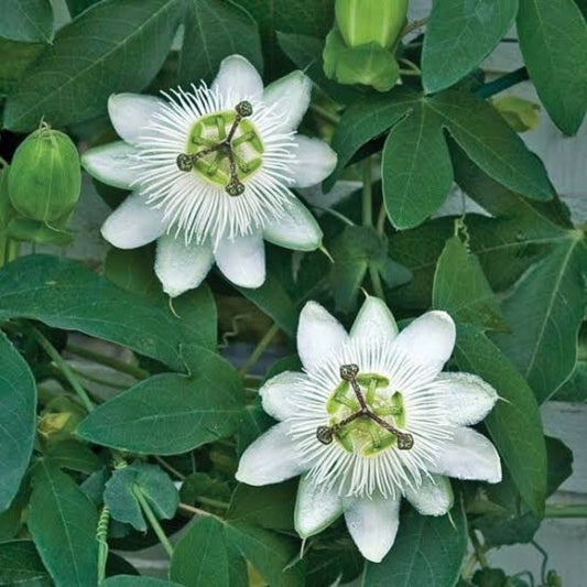 Bees Plant Hub Passiflora Caerulea (Krishna Kamal) White Flowering Live Plant