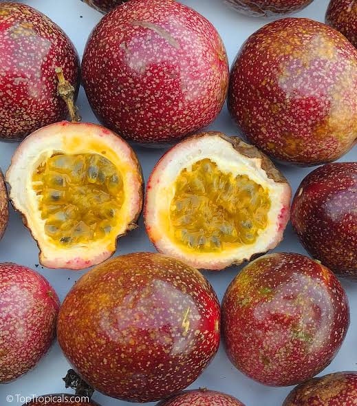 Bees Plant Hub Passion Fruit Red Layerd Live Plant