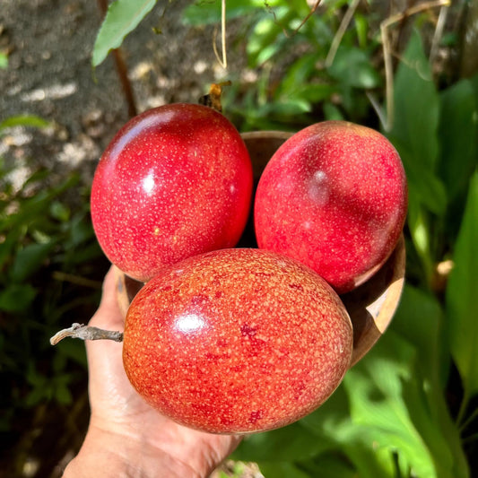 Bees Plant Hub Passion Fruit Red Layerd Live Plant