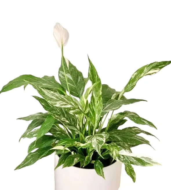 Bees Plant Hub Peace Lily / Spathiphyllum Variegated Indoor Plant
