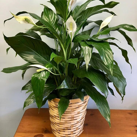 Bees Plant Hub Peace Lily / Spathiphyllum Variegated Indoor Plant