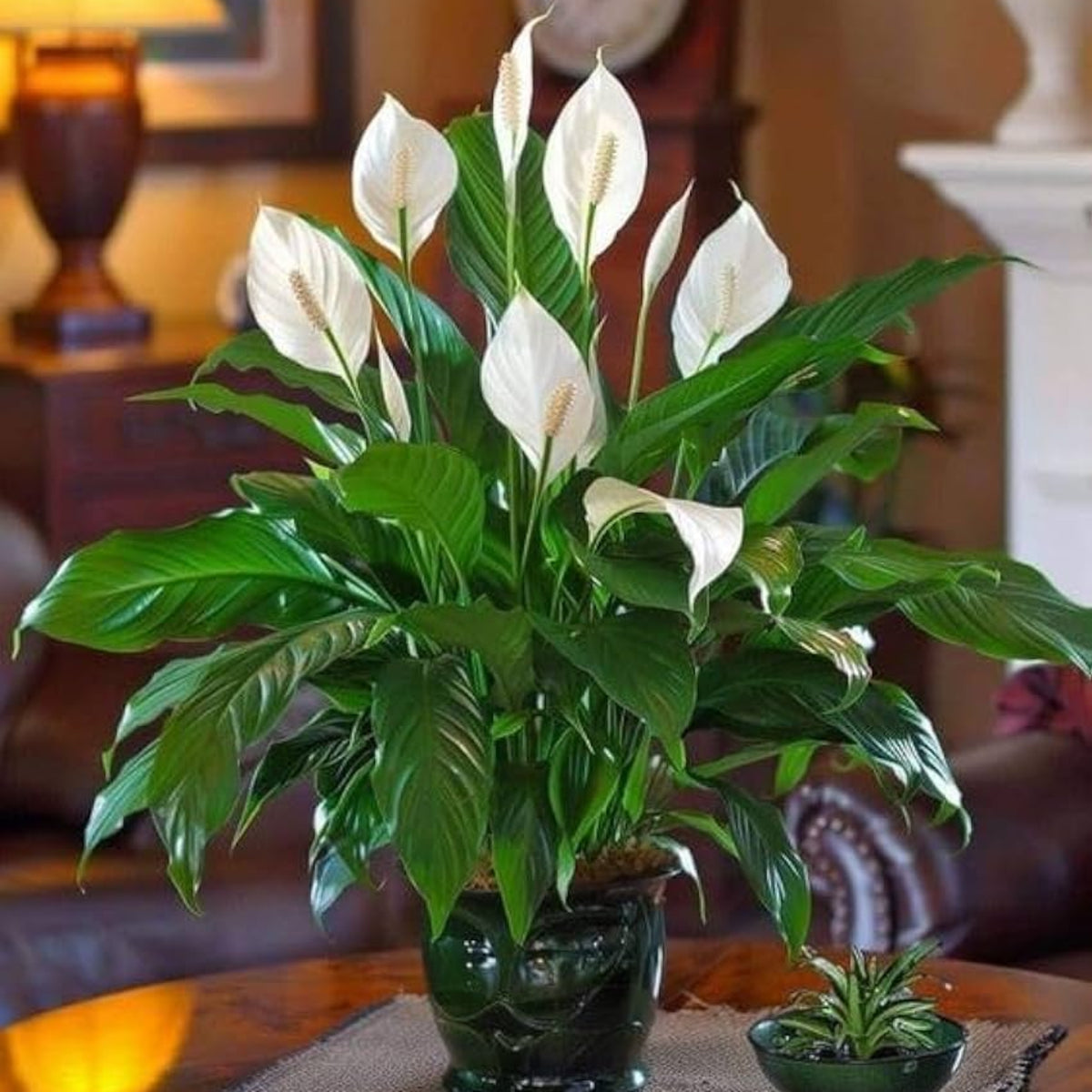 Bees Plant Hub Peace Lily / Spathiphyllum Indoor Plant