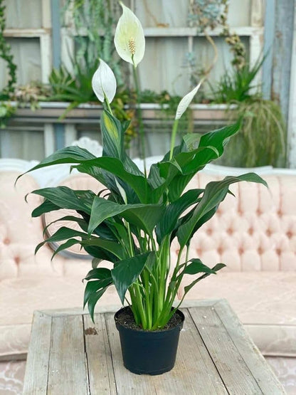 Bees Plant Hub Peace Lily / Spathiphyllum Indoor Plant
