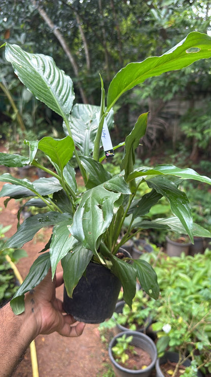 Bees Plant Hub Peace Lily / Spathiphyllum Indoor Plant