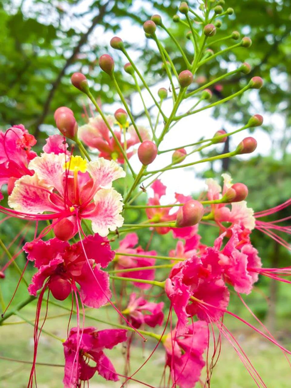 Bees Plant Hub Peacock Flower / Rajamalli Pink (Caesalpinia pulcherrima) Flowering Live Plant