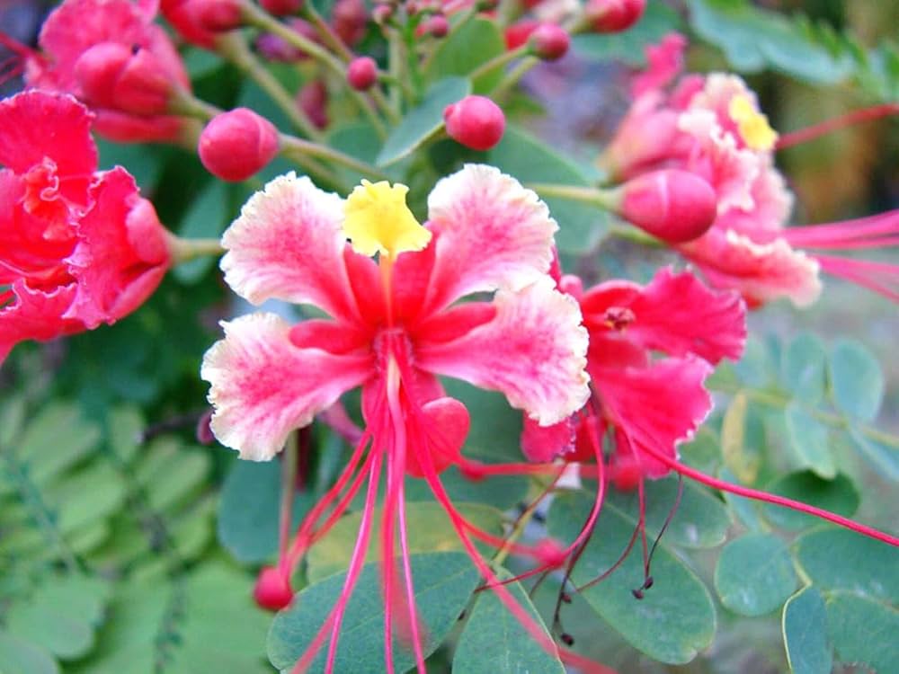 Bees Plant Hub Peacock Flower / Rajamalli Pink (Caesalpinia pulcherrima) Flowering Live Plant
