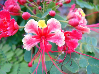 Bees Plant Hub Peacock Flower / Rajamalli Pink (Caesalpinia pulcherrima) Flowering Live Plant