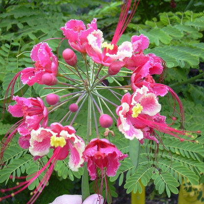 Bees Plant Hub Peacock Flower / Rajamalli Pink (Caesalpinia pulcherrima) Flowering Live Plant