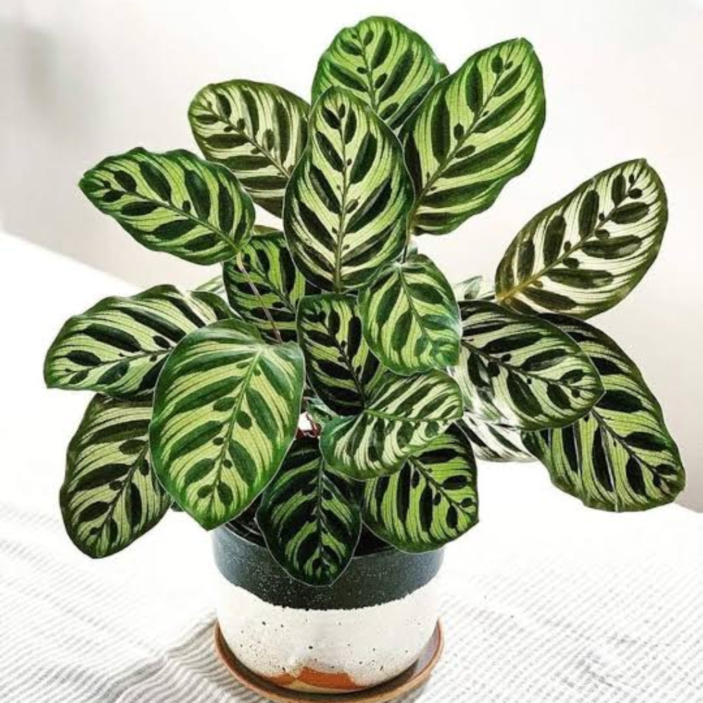Bees Plant Hub Peacock Plant (Calathea makoyana) Live Plant