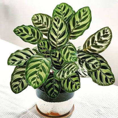 Bees Plant Hub Peacock Plant (Calathea makoyana) Live Plant